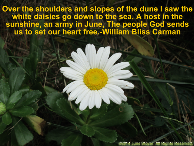 I saw the white daisies go down to the sea...The people God sends us to set our heart free William Bliss Carman
