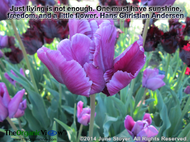 Just living is not enough. One must have sunshine, freedom, and a little flower. Hans Christian Andersen