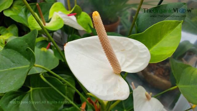 Spathiphyllum floribundum 'Peace Lily' Photo by June Stoyer