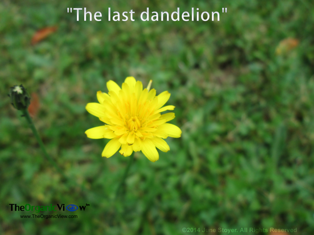 The last dandelion of the season. Photo by June Stoyer