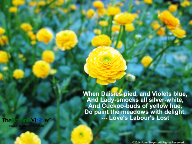 When Daisies pied, and Violets blue, And Lady-smocks all silver-white, And Cuckoo-buds of yellow hue Shakespeare