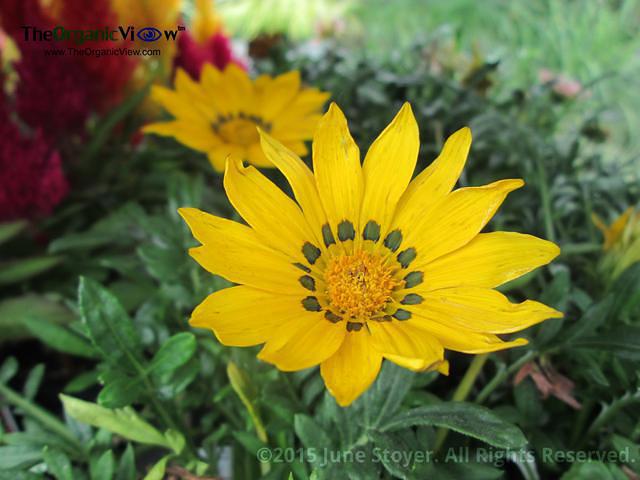 Yellow Cheer by June Stoyer