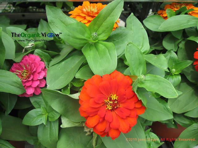 Zinnia elegans. Photo by June Stoyer