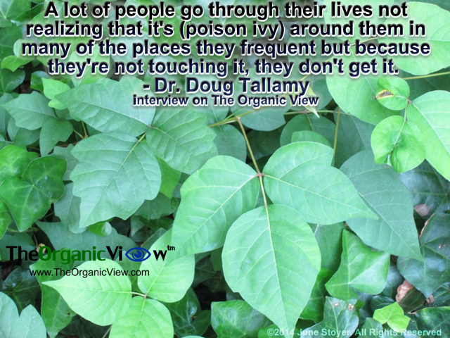 A lot of people go through their lives not realizing that it's (poison ivy) around them in many of the places they frequent