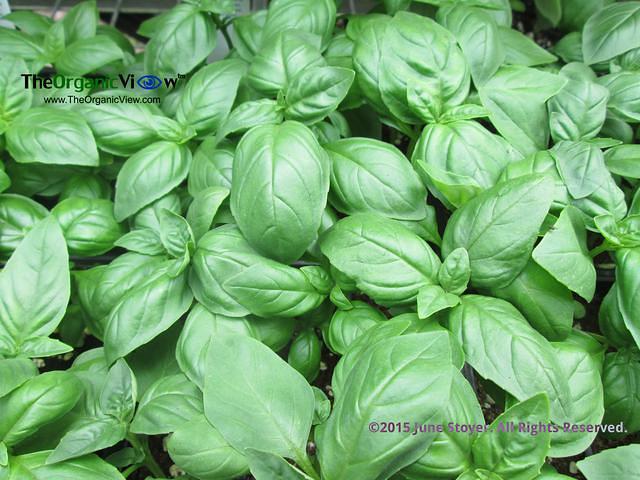 Basil (Ocimum basilicum) Photo by June Stoyer