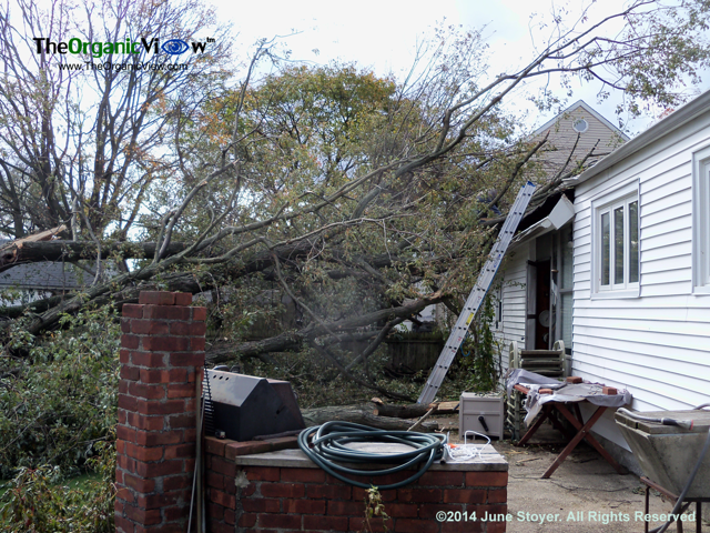 House damaged by tree from Hurricane Sandy