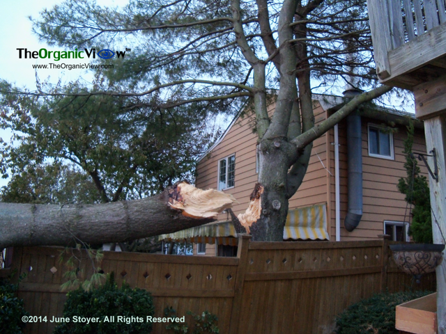 Huge tree branch on fence from Hurricane Sandy