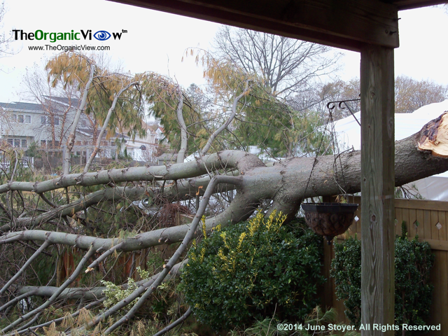 Tree on fence from Hurricane Sandy