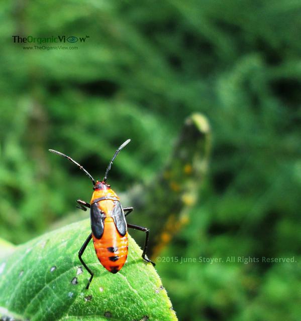 Beetle standing up by June Stoyer