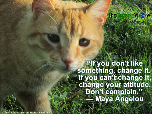 If you dont like something, change it. If you cant change it, change your attitude Maya Angelou