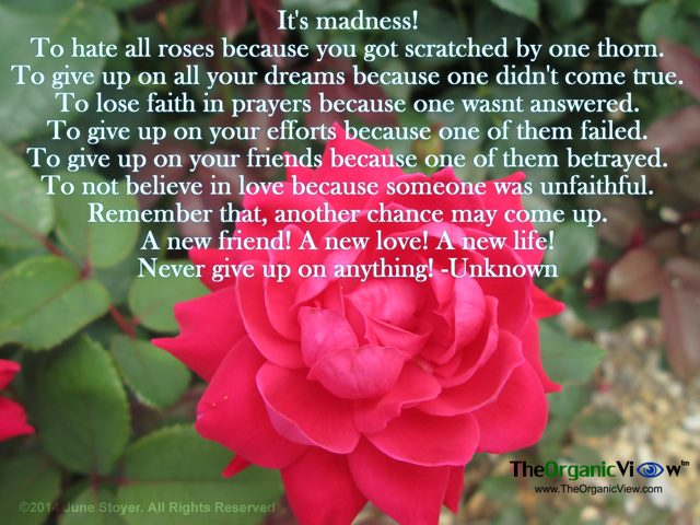 It's madness! To hate all roses because you got scratched by one thorn. Unknown