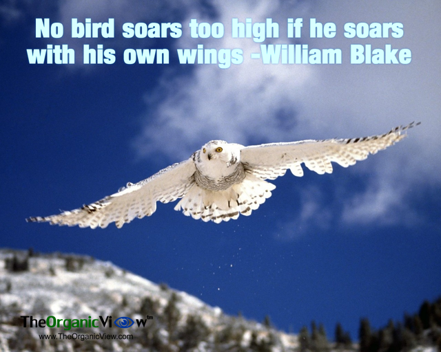 No bird soars too high if he soars with his own wings William Blake