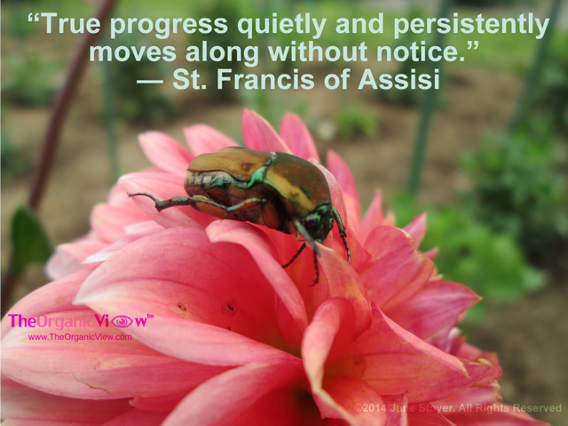 True progress quietly and persistently moves along without notice St Francis
