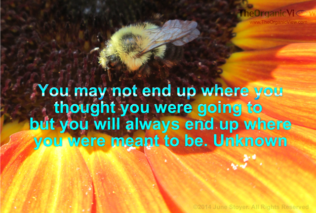 You may not end up where you thought you were going to but you will always end up where you were meant to be. Unknown