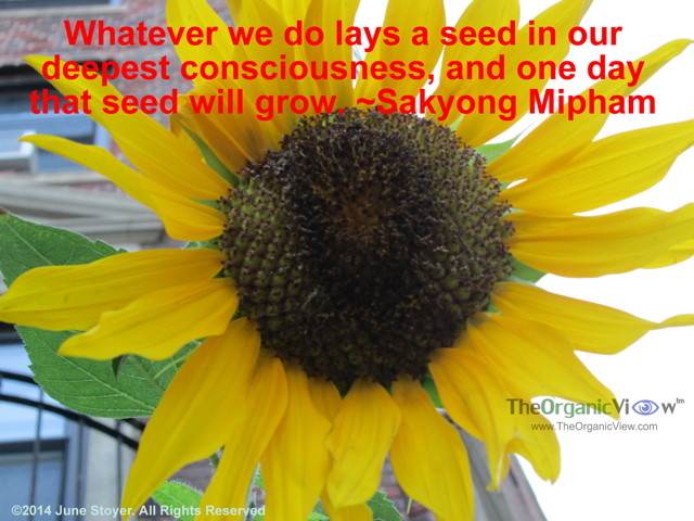 Whatever we do lays a seed in our deepest consciousness, and one day that seed will grow Sakyong Mipham