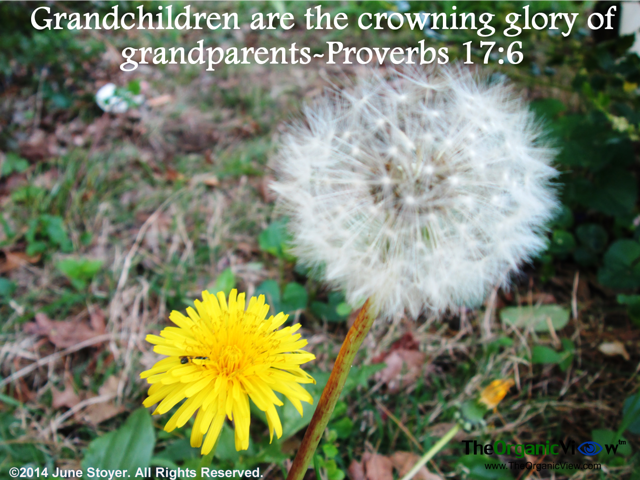 Grandchildren are the crowning glory of grandparents Proverbs 17:6