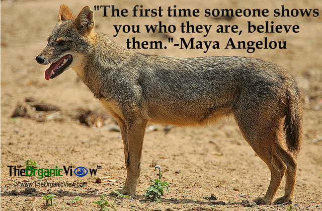 The first time someone shows you who they are, believe them Maya Angelou