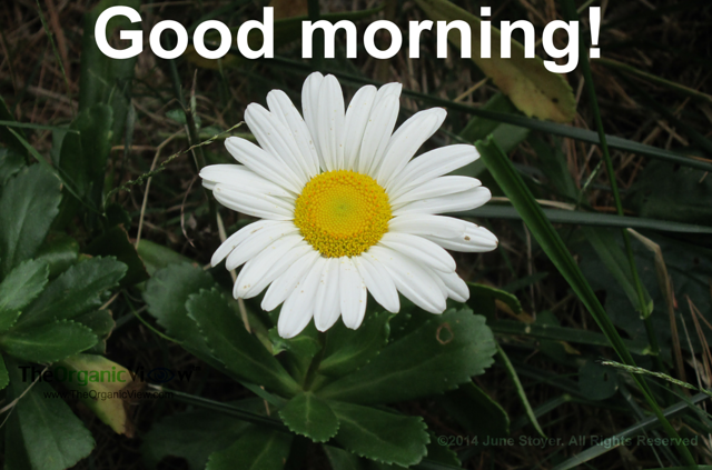 Good morning (Montauk daisy)
