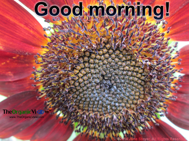 Good morning!