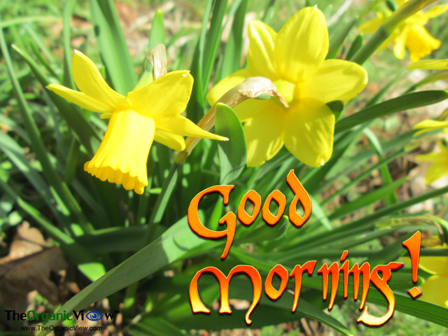 Good morning