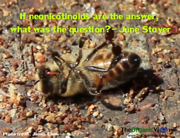 If neonicotinoids are the answer, what was the question -June Stoyer