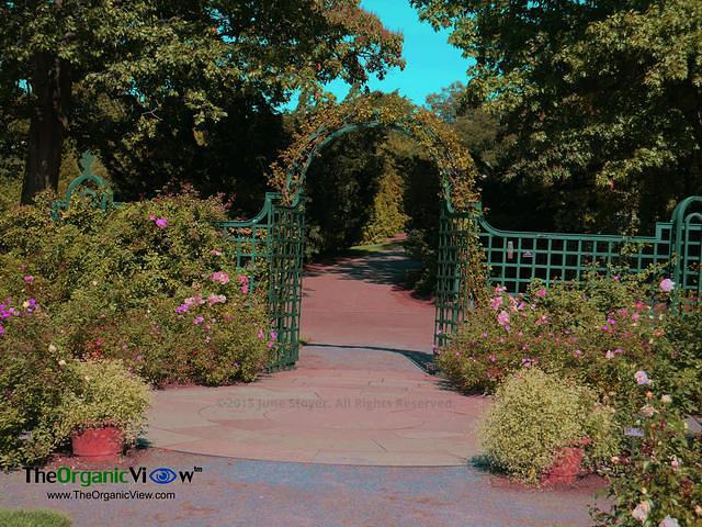 Peggy Rockefeller Rose Garden at the New York Botanical Garden