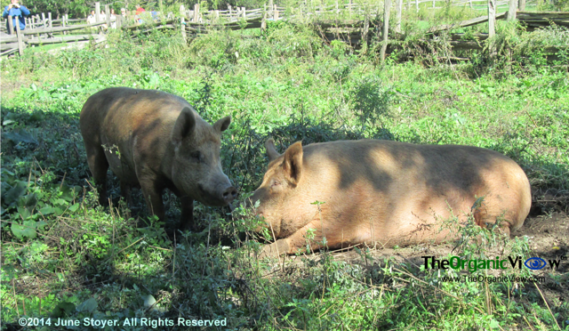 Two Pigs Enjoying The Shade At Old Bethpage Restoration