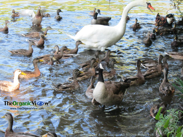 Waterfowl Feeding at Massapequa Preserve