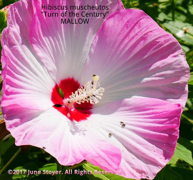 Hibiscus muscheutos