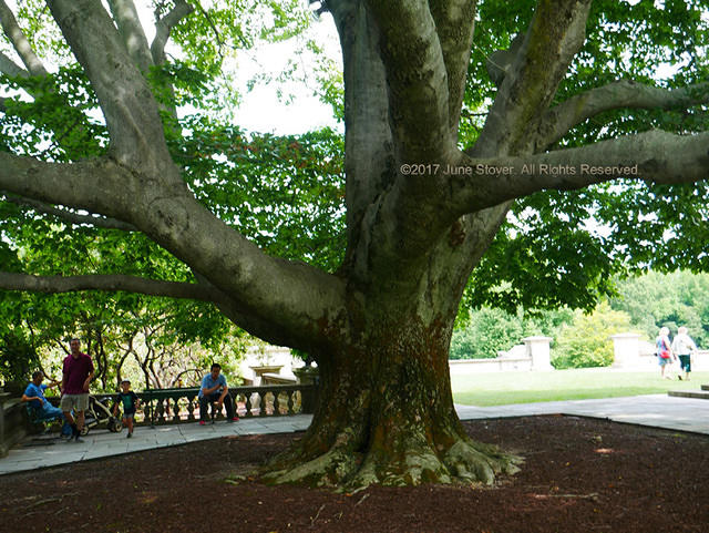 The Great Beech at Old Westbury Gardens