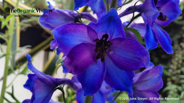 Beautiful In Blue at Planting Fields Arboretum. Photo by June Stoyer