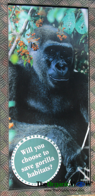 Will you choose to save gorilla habitats