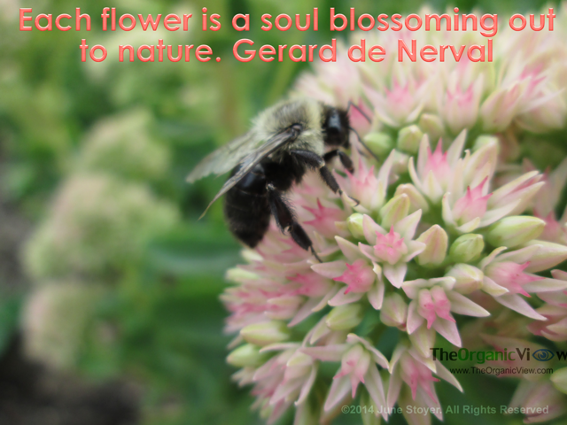 Each flower is a soul blossoming out to nature. Gerard de Nerval