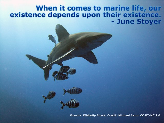 When it comes to marine life, our existence depends upon their existence.