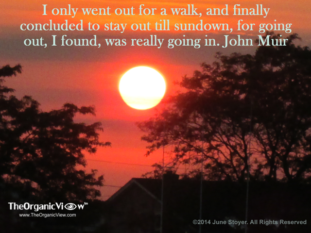 I only went out for a walk, and finally concluded to stay out till sundown, for going out, I found, was really going in. John Muir