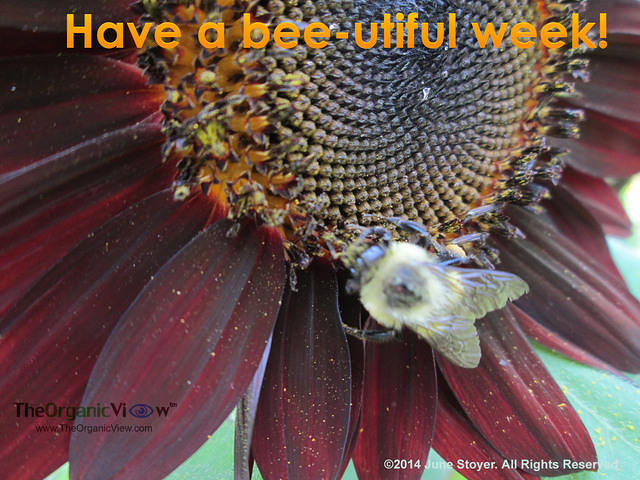 Have A Bee-utiful Week!