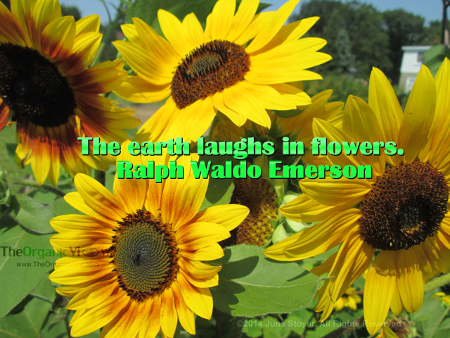 The earth laughs in flowers. Ralph Waldo Emerson