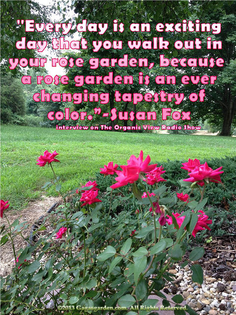Every day is an exciting day that you walk out in your rose garden...