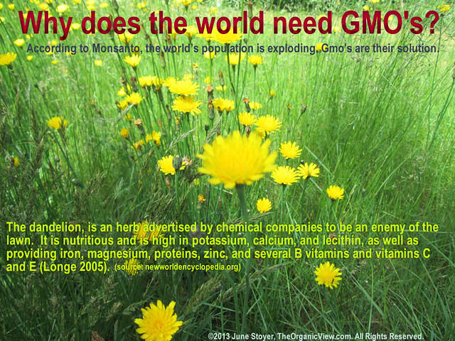 Why does the world need GMO's? June Stoyer