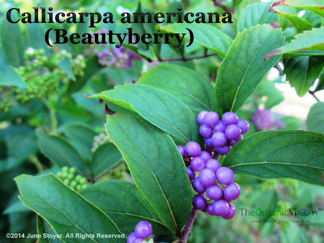 Callicarpa americana