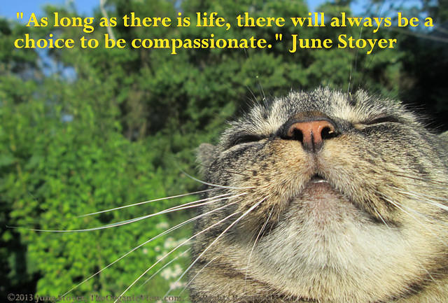 As long as there is life there will always be a choice to be compassionate - June Stoyer