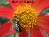 Bees are beautiful!