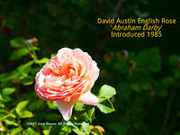 Abraham Darby Rose at Old Westbury Gardens