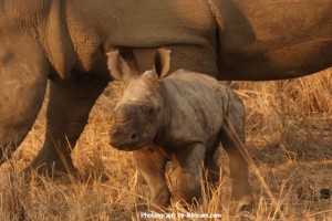 Baby rhino on Africam.com rhino calf