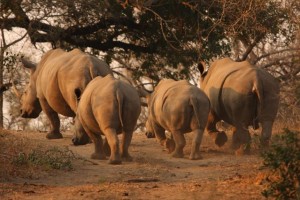 rhino herd rhino herd