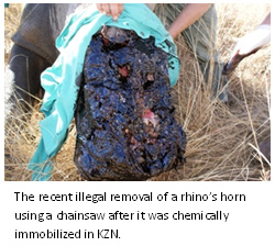 rhino_poach rhino poaching