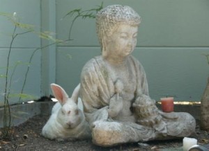 Bunnies Meditating
