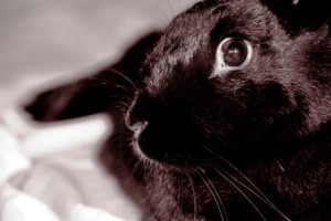 Skaya The Rabbit