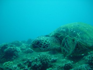 A Seaturtle In Danger from Cyanide