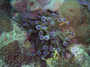 Colorful coral being destroyed.